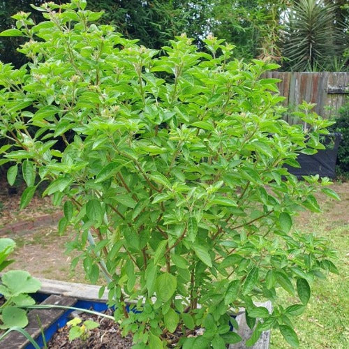 Perennial Basil &ndash; Plants Direct Tas