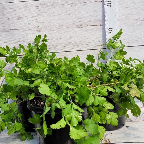 Coriander Slow Bolt Plants Direct Tas