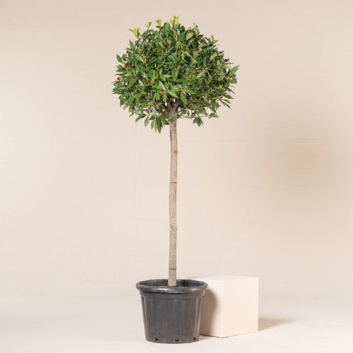 Dwarf Bay Laurel Miles Choice Standard Plants Direct Tas