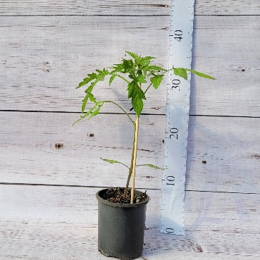 Tomato Apollo