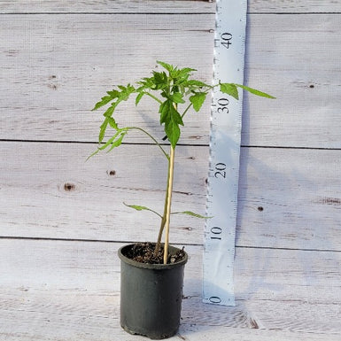 Tomato Black Russian