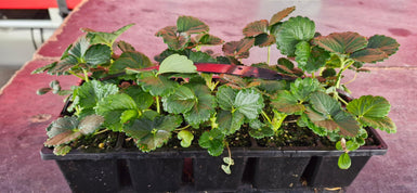 Strawberry Loran 10 Pack Delivered *Tasmania Only*