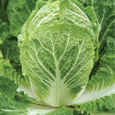 Miyako Pak Choi