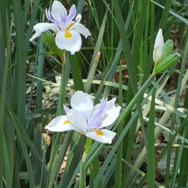 African Iris Dietes Grandiflora