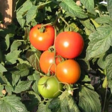 Tomato Apollo