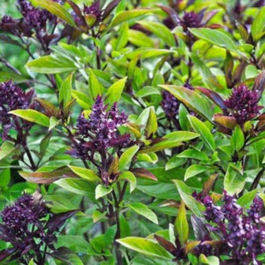 Thai Basil