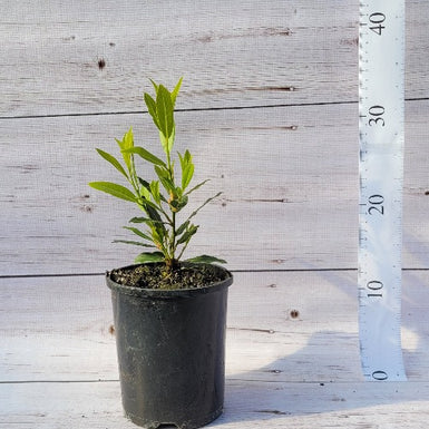 Dwarf Bay Laurel 'Miles' Choice' Tray of 6 180mm pot