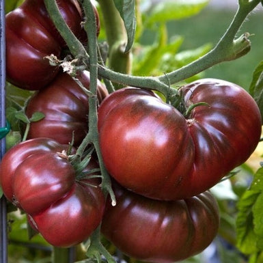 Tomato Black Russian