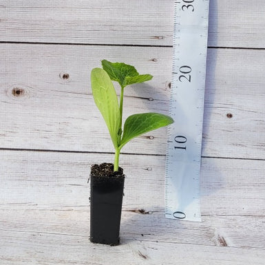 Zucchini Blackjack