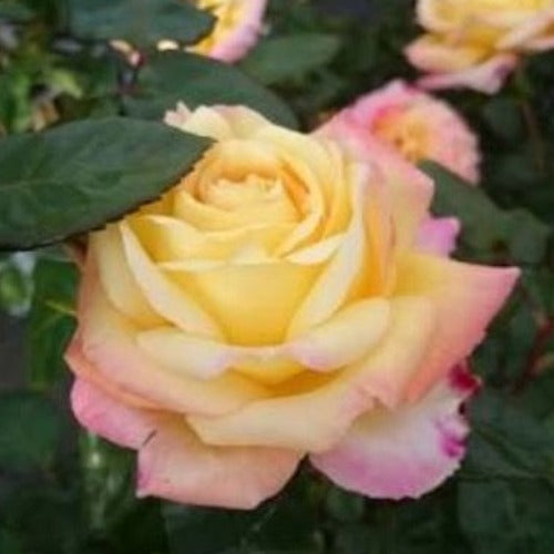Bright Spirit – Plants Direct Tas