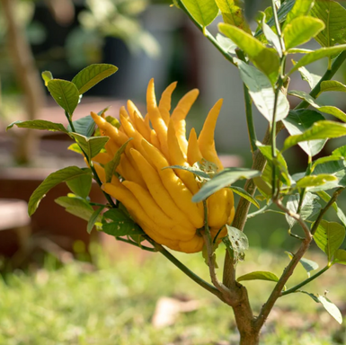 Buddha's Hand Advanced