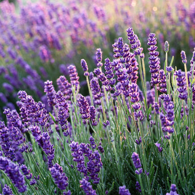 Lavender Hidcote