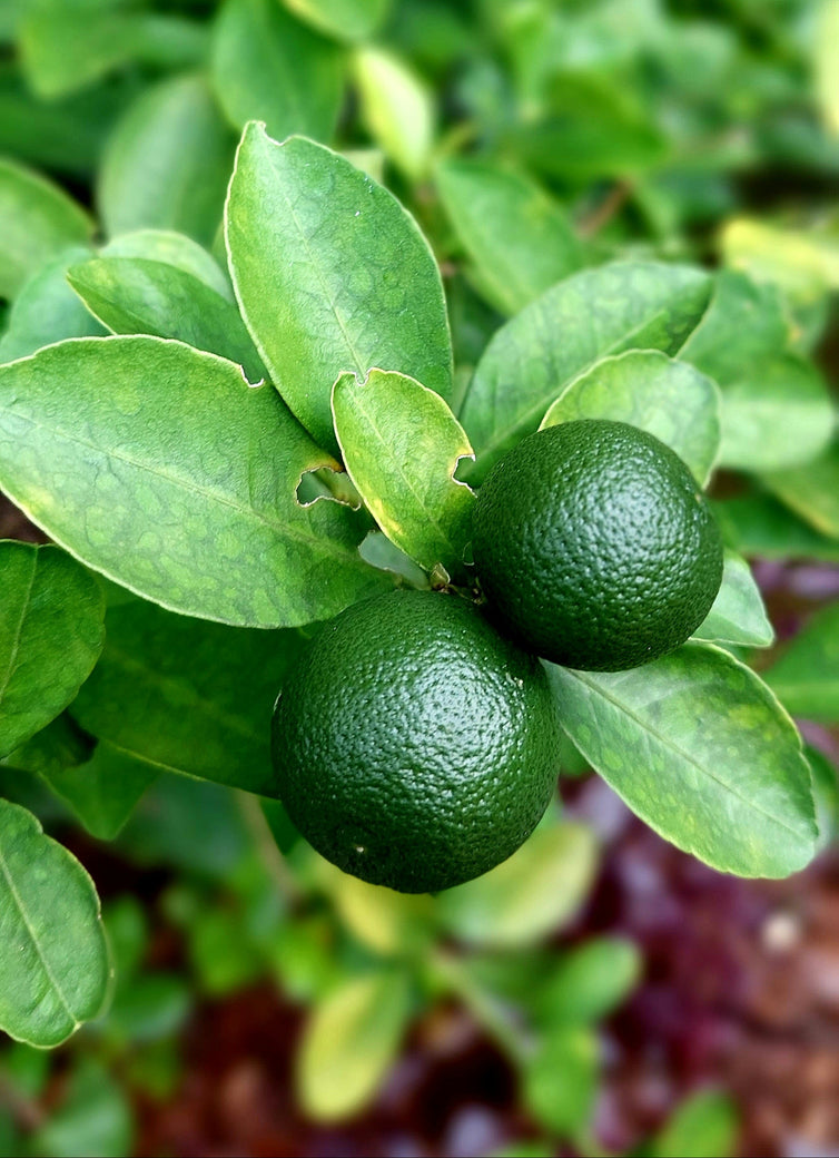 Calamansi Green Calamondin Citrus