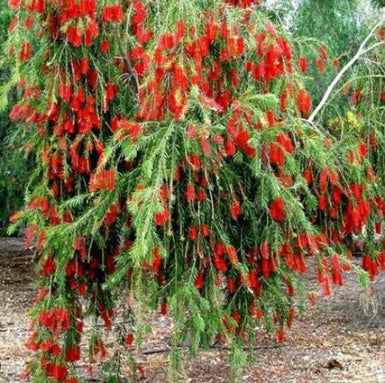 Callistemon Dawson River Weeper