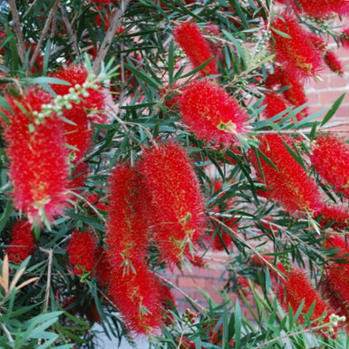 Callistemon Kings Park Special