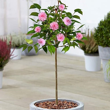 Camellia Hiryu Standard