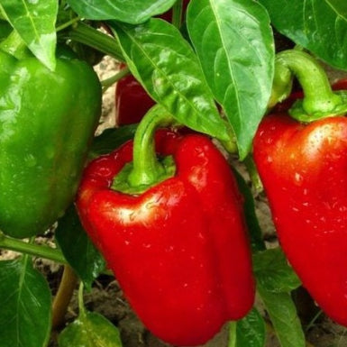 Capsicum Californian Wonder