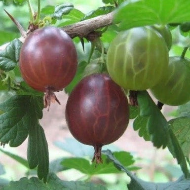 Captivator Gooseberry