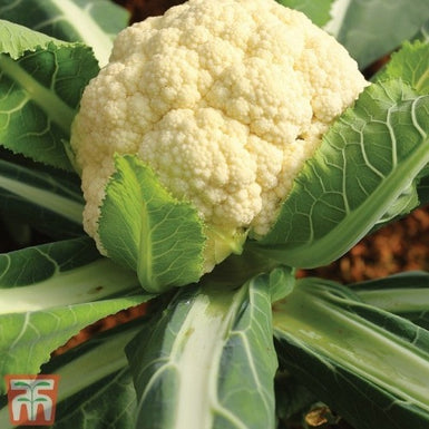 Cauliflower All Year Round