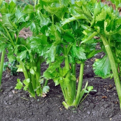 Celery Green Giant