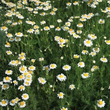 Roman Chamomile