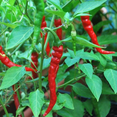 Chilli Cayenne Dagger