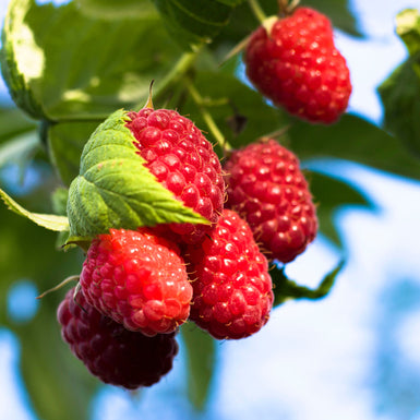 Raspberry Chilcotin