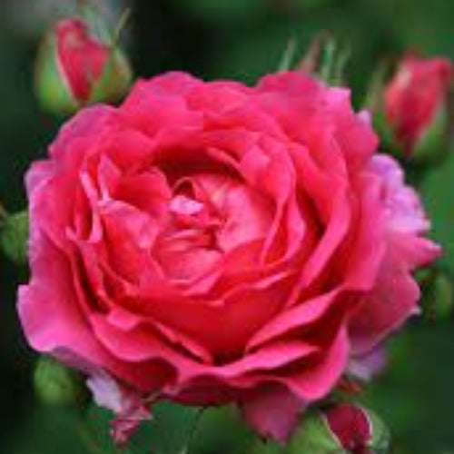 Child's Love Standard