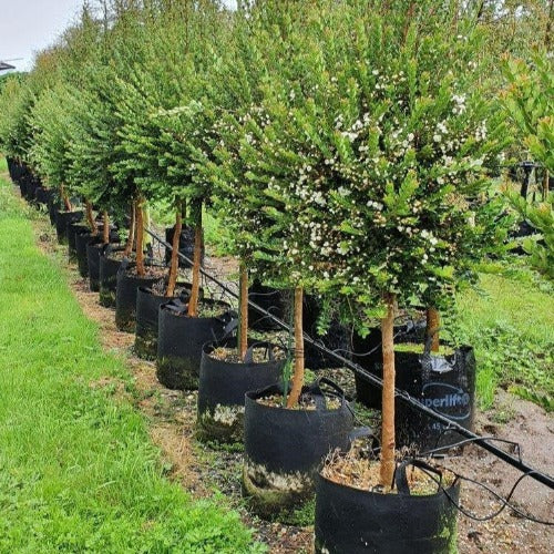 Chilean Myrtle Standard *Available November*