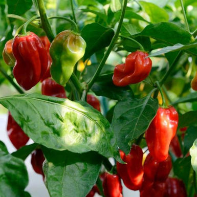 Chilli Habanero Red