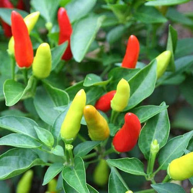 Chilli Thai