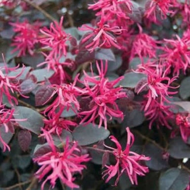 Chinese Fringe Flower