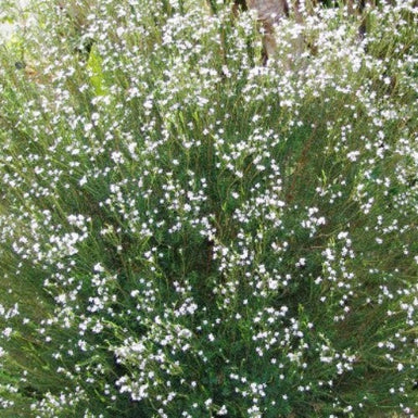 Coleonema Pulchrum White Gold