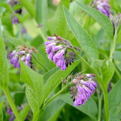 Comfrey