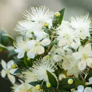 Common Myrtle