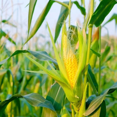 Sweet Corn
