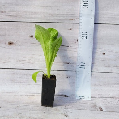 Lettuce Cos