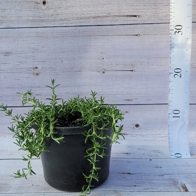 Prostrate Rosemary