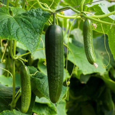Lebanese Cucumber