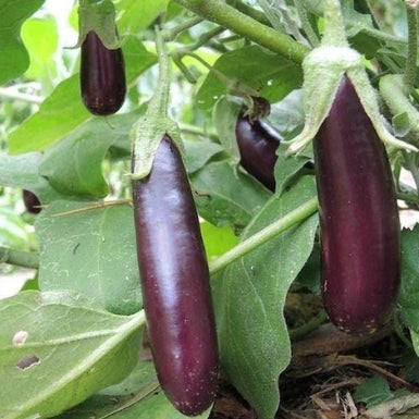 Eggplant Mini Lebanese