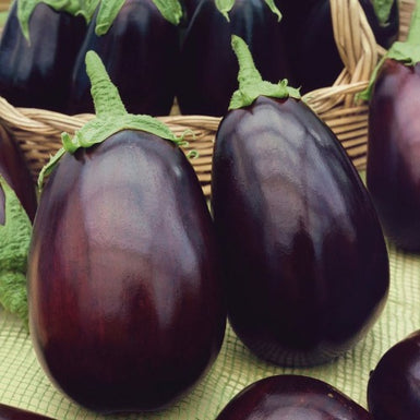 Eggplant Nancy