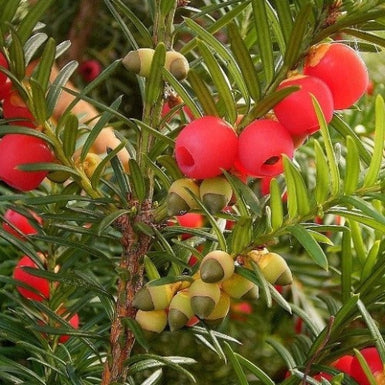 English Yew