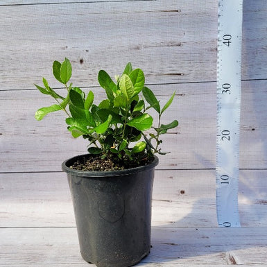 Feijoa