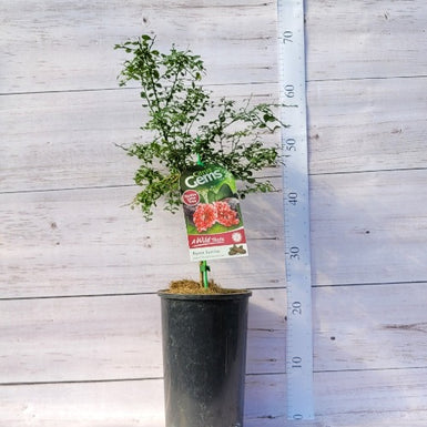 Finger Lime Byron Sunrise Dwarf