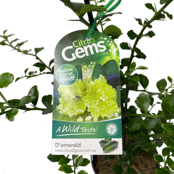 Dwarf Finger Lime D'emerald