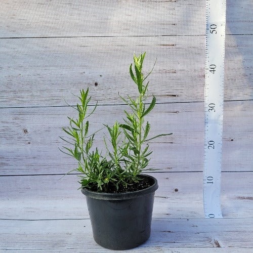 French Tarragon Plants Direct Tas