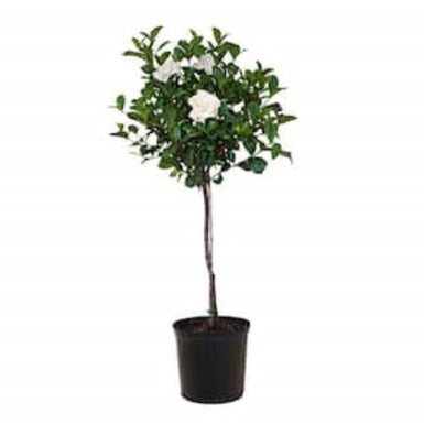 Gardenia Grandiflora Star Standard