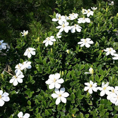 Gardenia Grandiflora Star