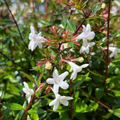 Glossy Abelia