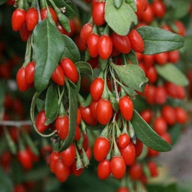 Goji Berry